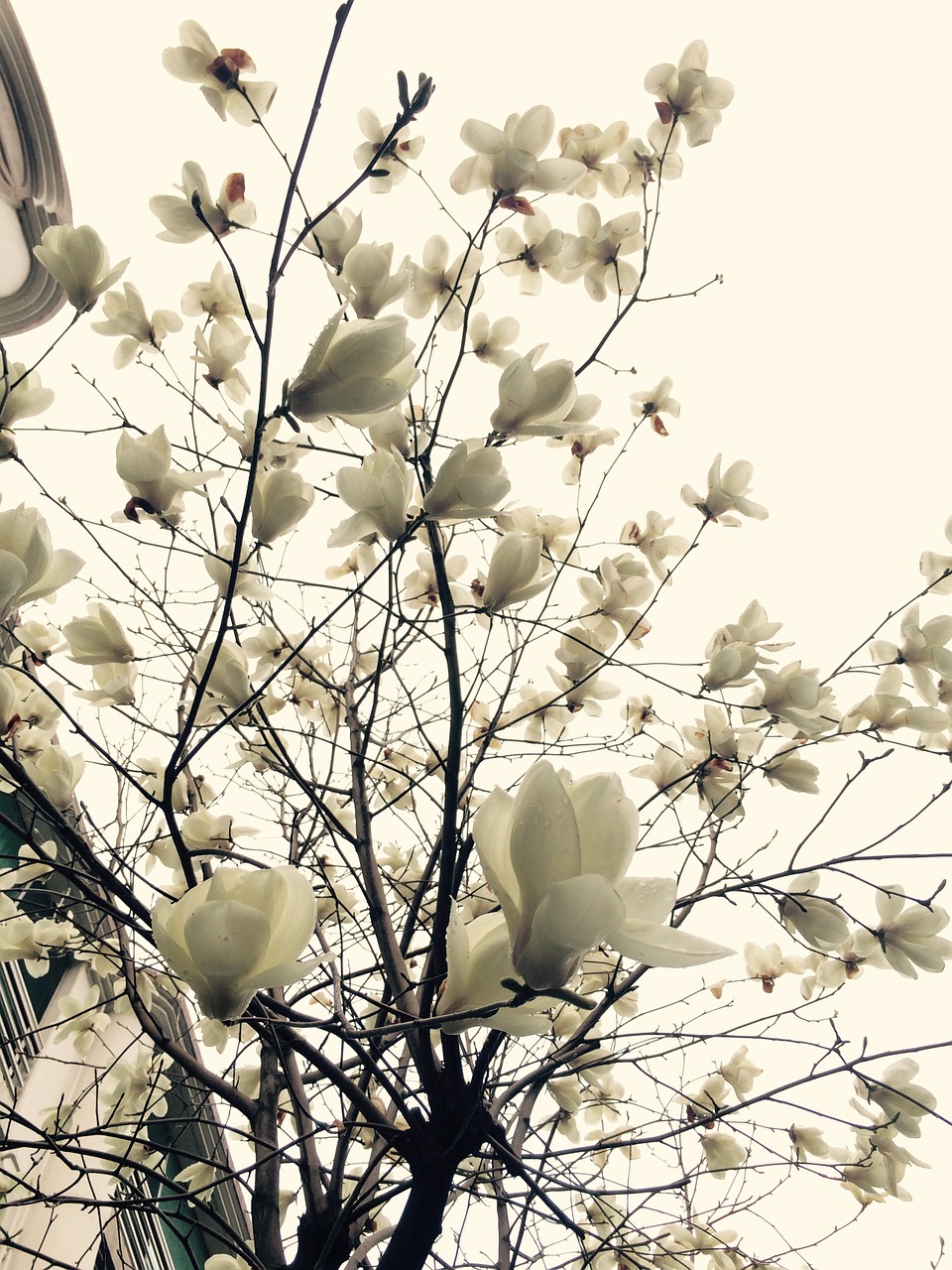 white sky magnolia landscape free photo