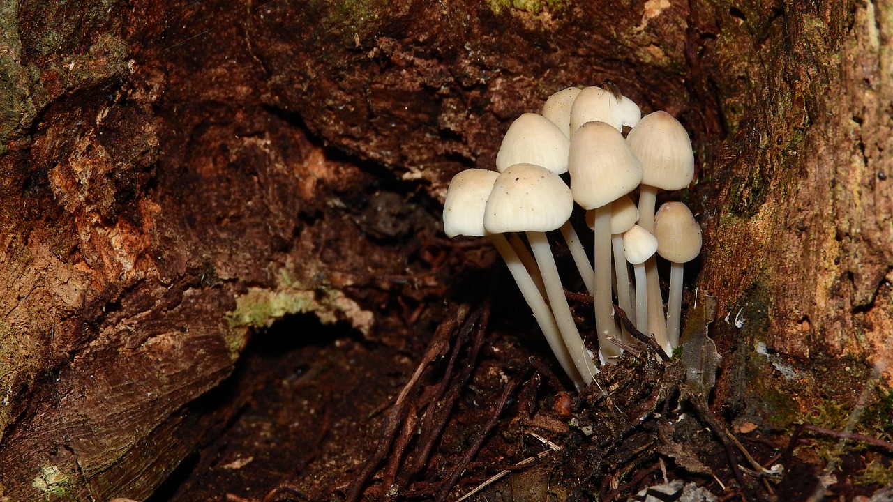 white small mushrooms mushrooms on pařeze small mushrooms free photo