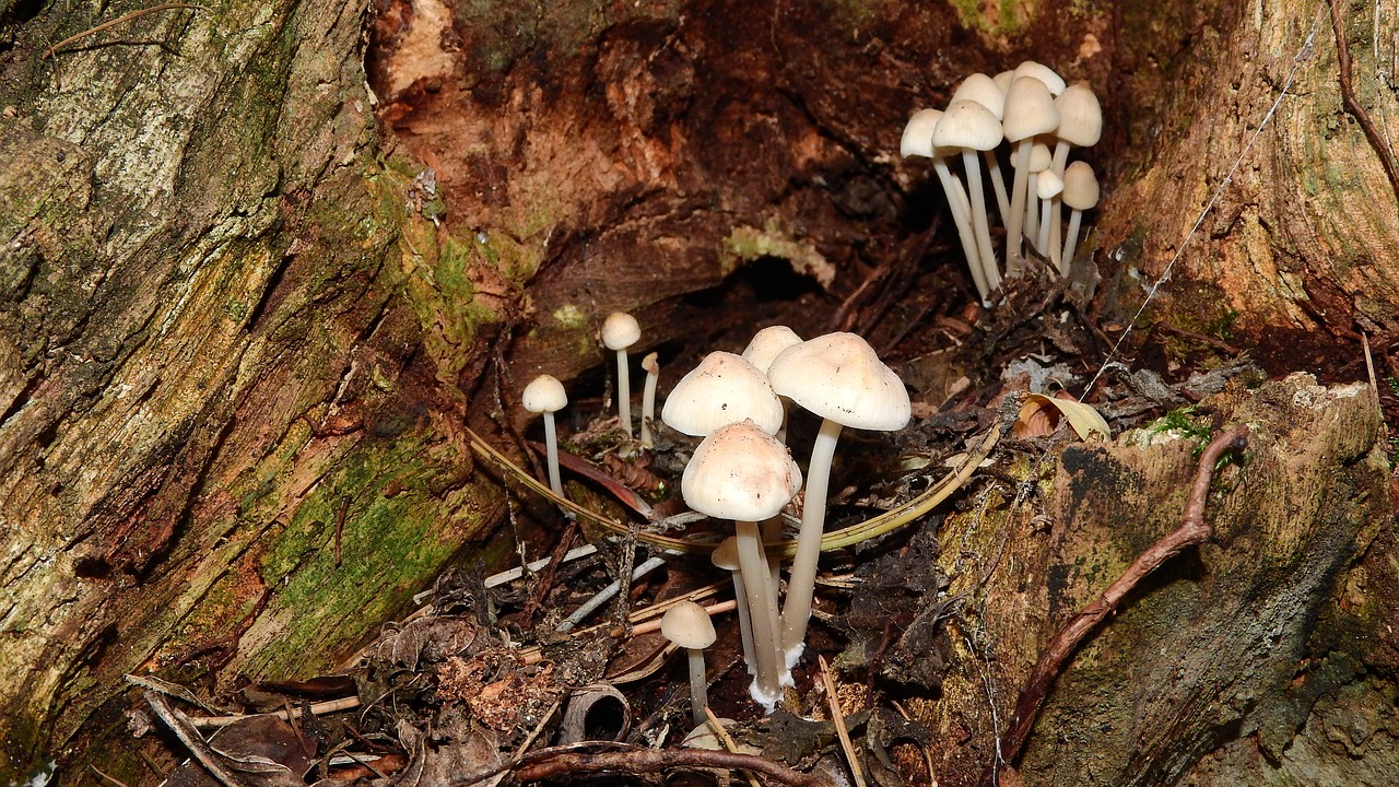 white small mushrooms mushrooms on pařeze small mushrooms free photo