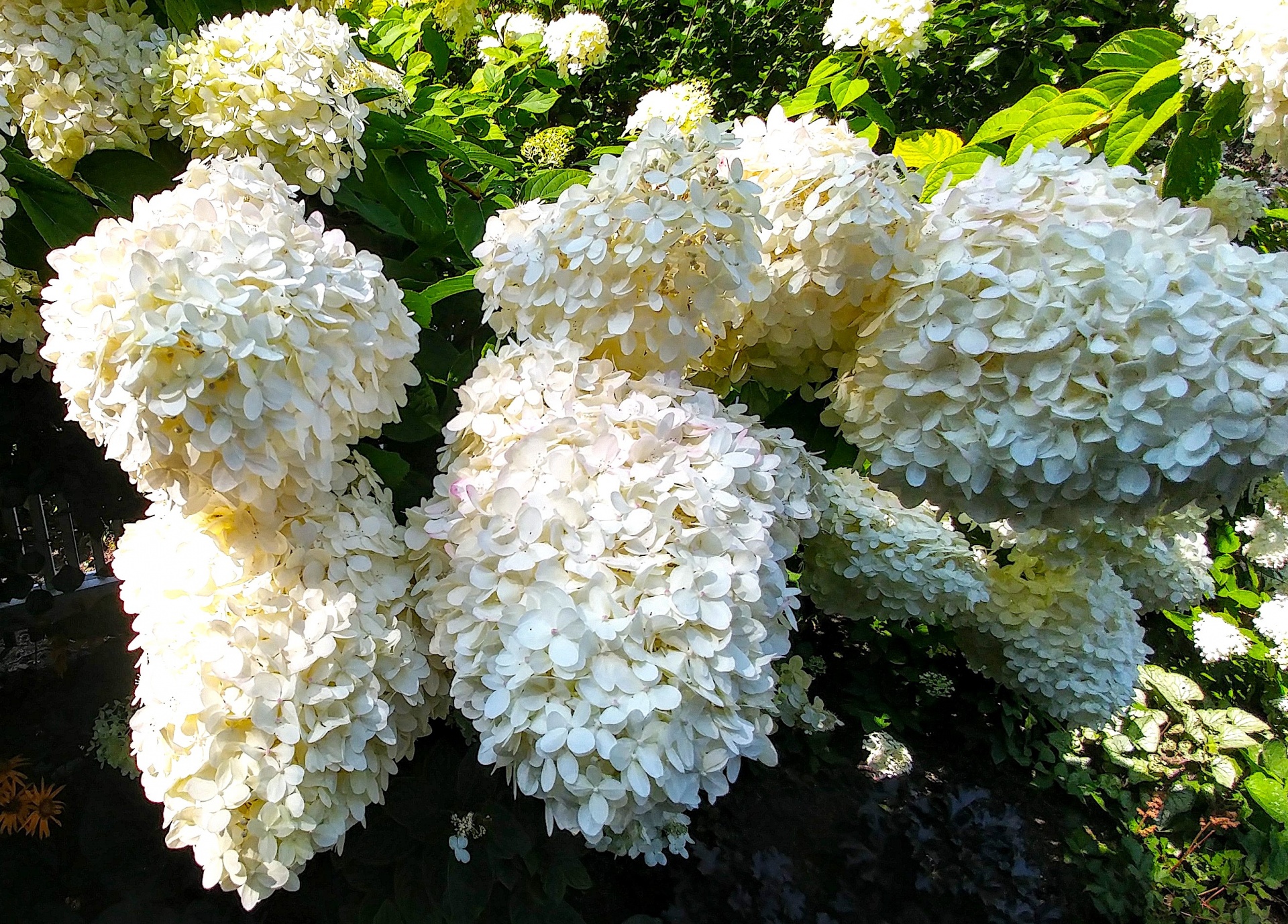 hydrangea plants flowers free photo