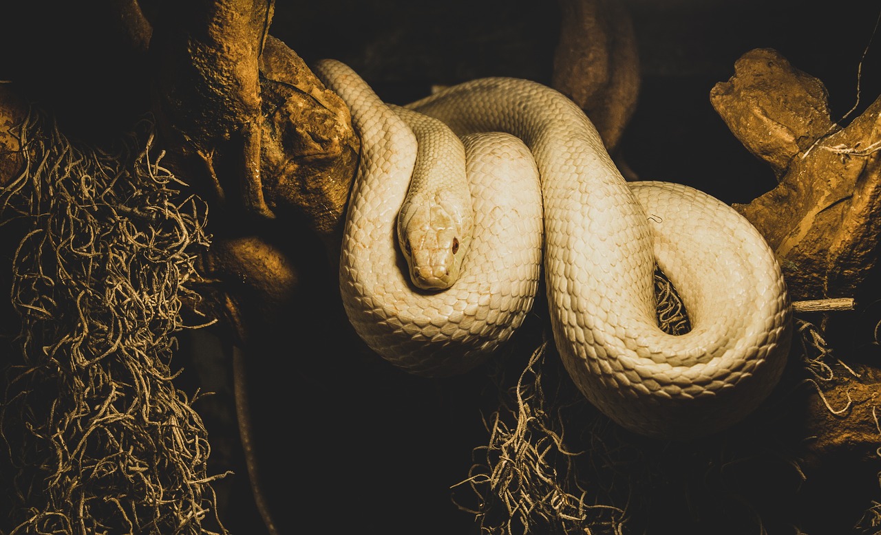 white snake  snake  reptile free photo