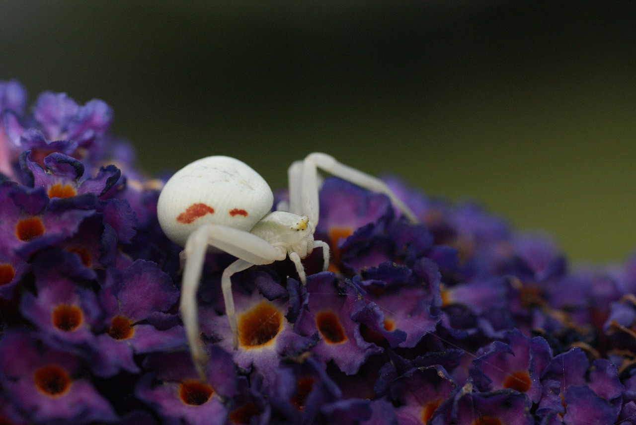 white spin  macro  butterfly bush free photo