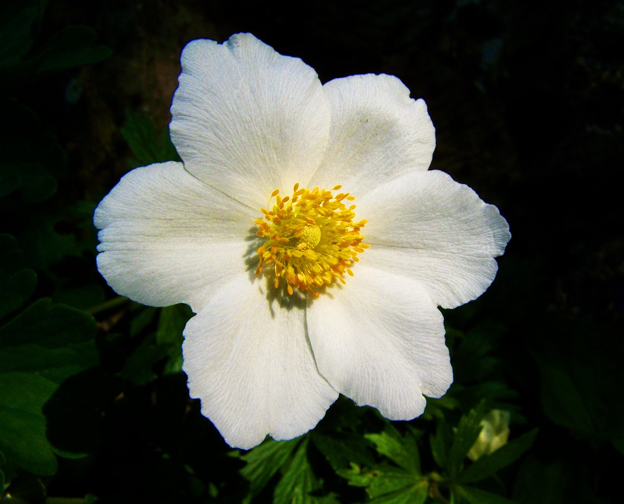 white spring flower breeze of roses garden free photo