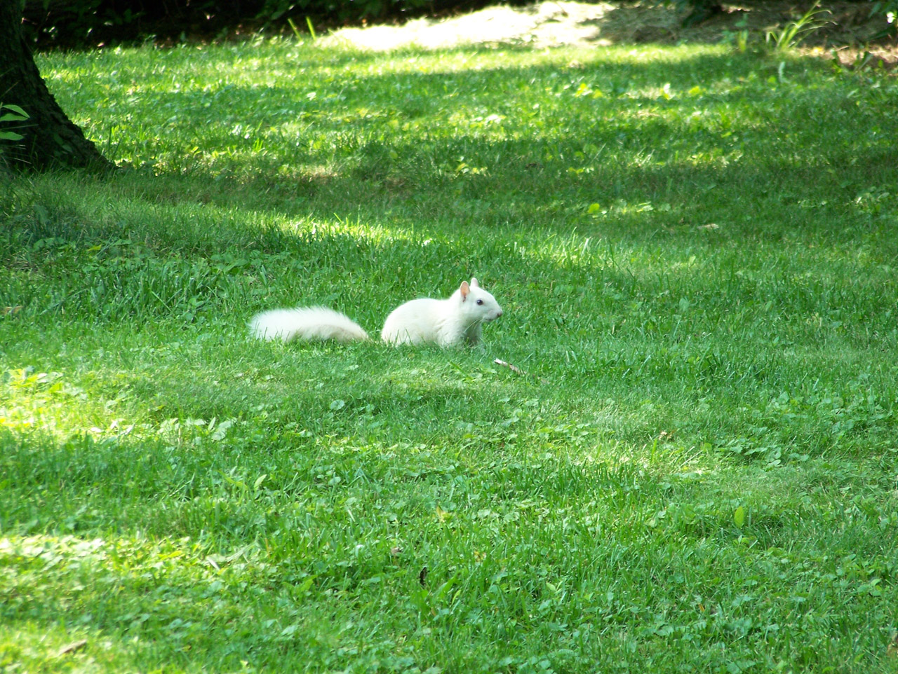 squirrel white albino free photo