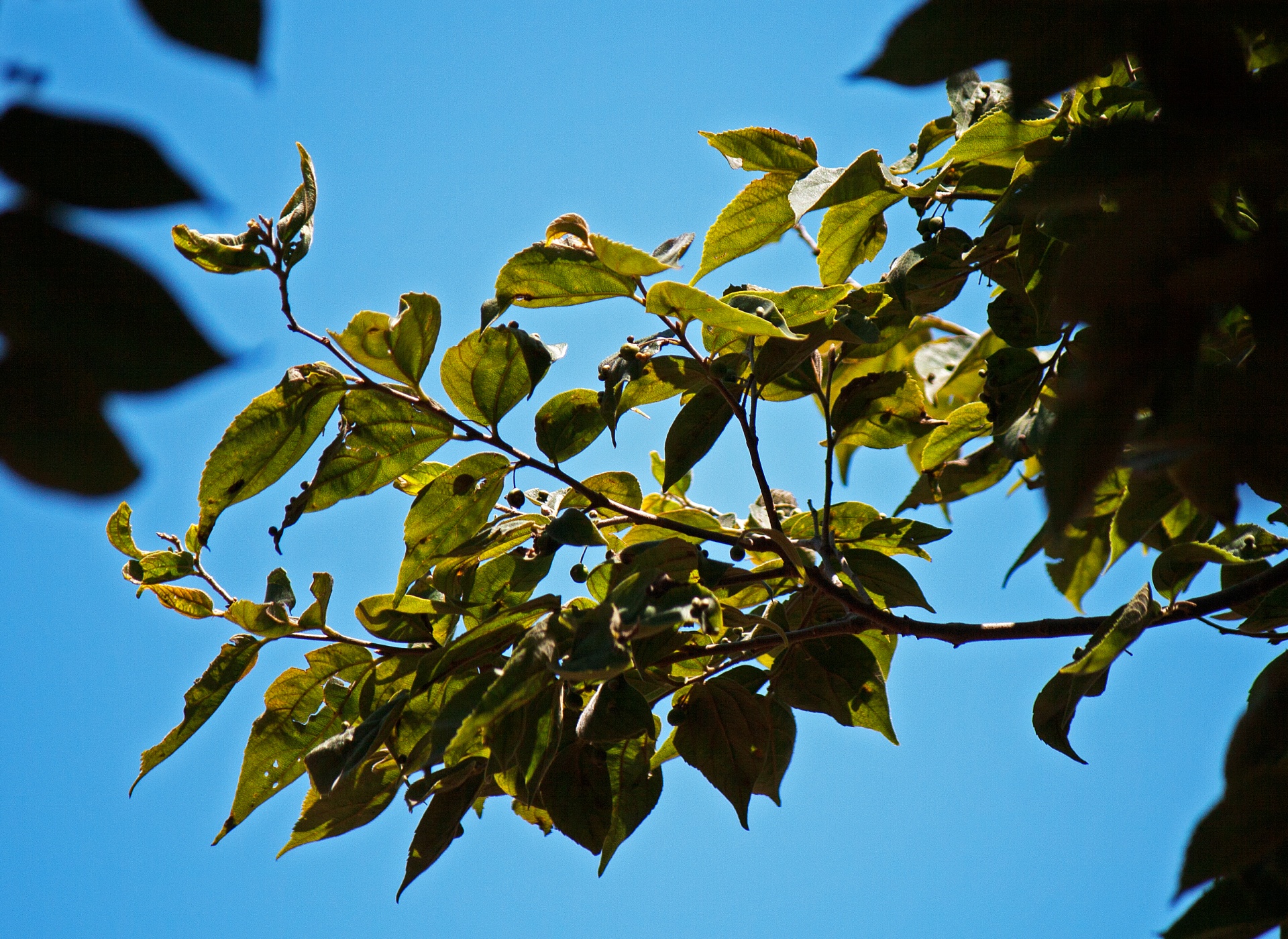 tree branch leaves free photo