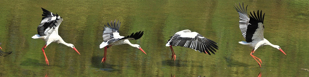 white stork flight bird flight free photo