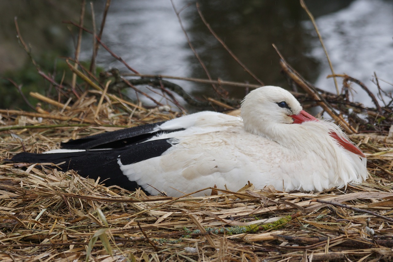 white stork rattle stork adebar free photo