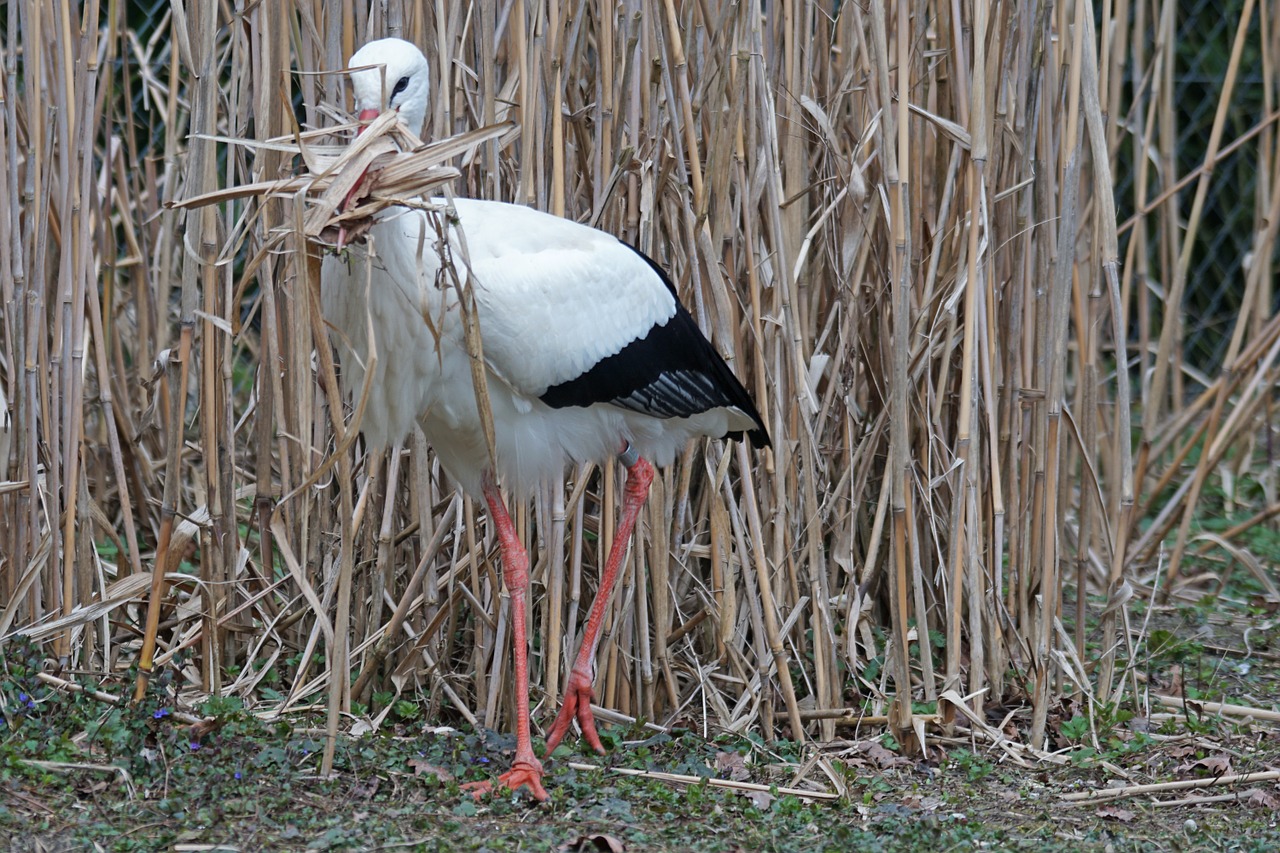 white stork rattle stork adebar free photo