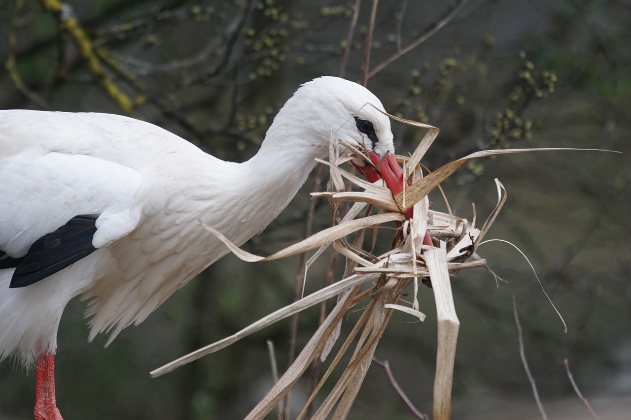 white stork rattle stork adebar free photo