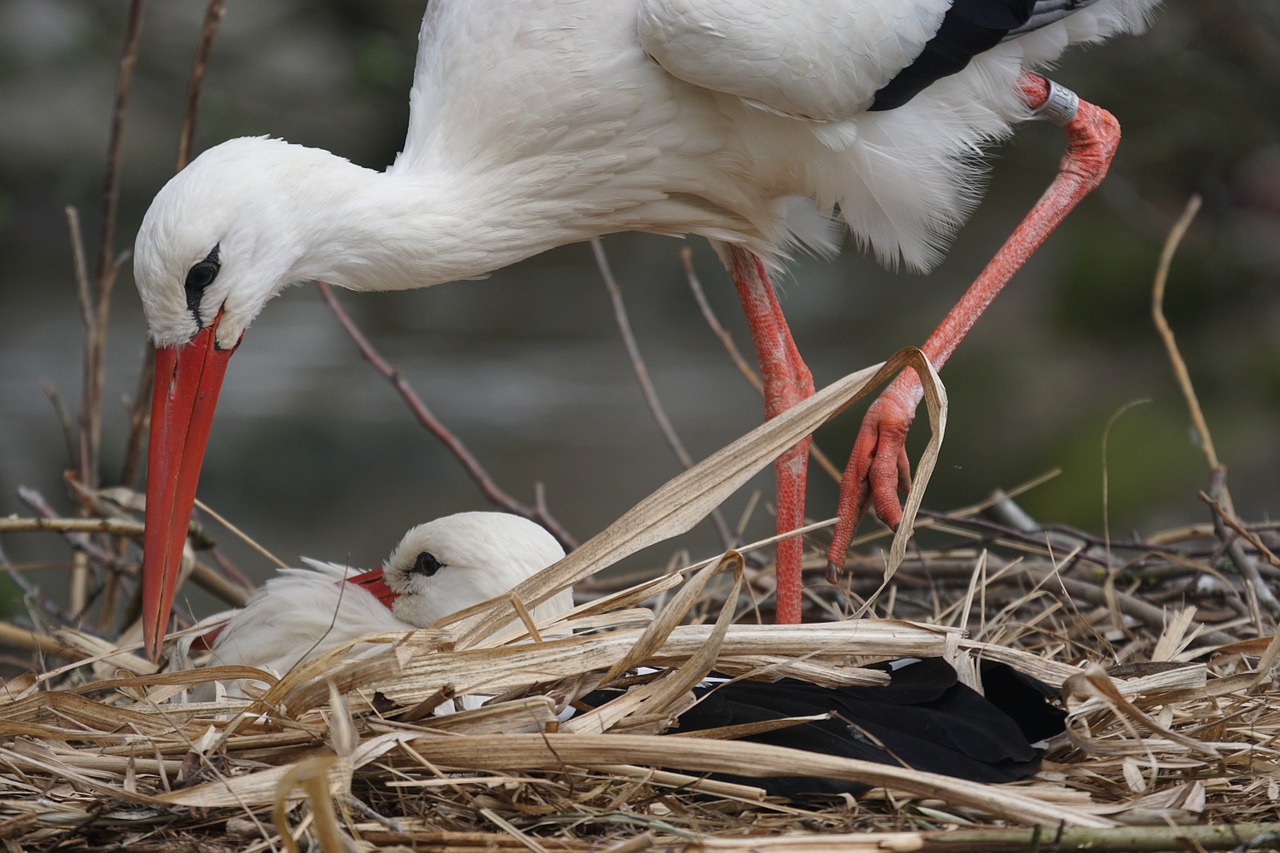 white stork rattle stork adebar free photo