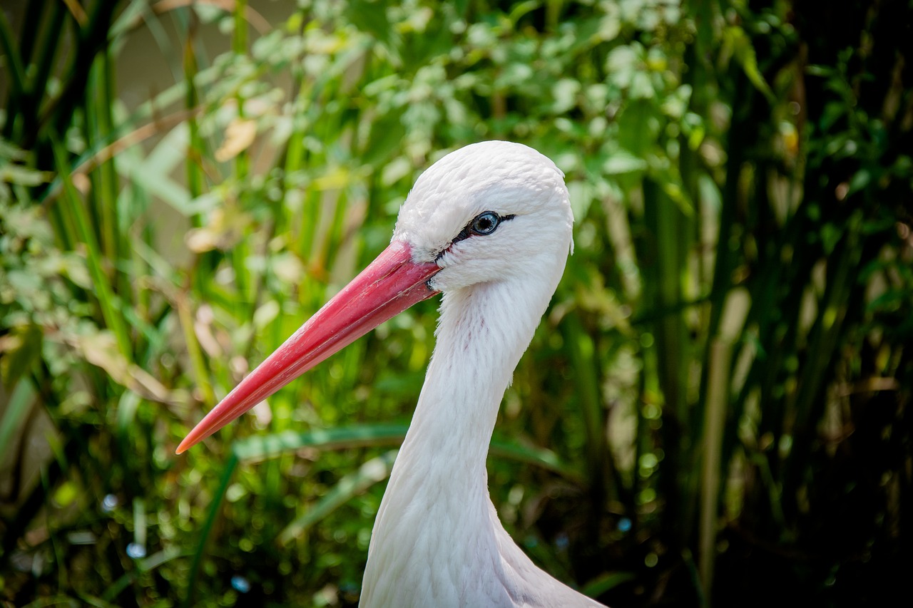 white stork eastern head free photo