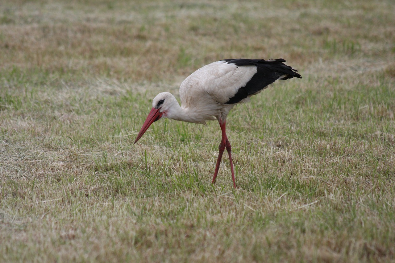 white stork stork rattle stork free photo