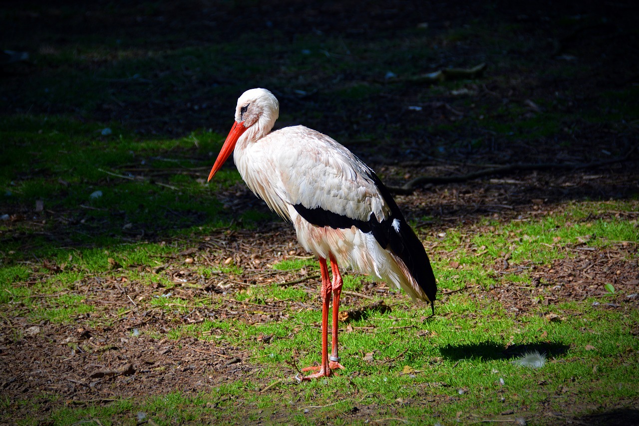 white stork stork bird free photo