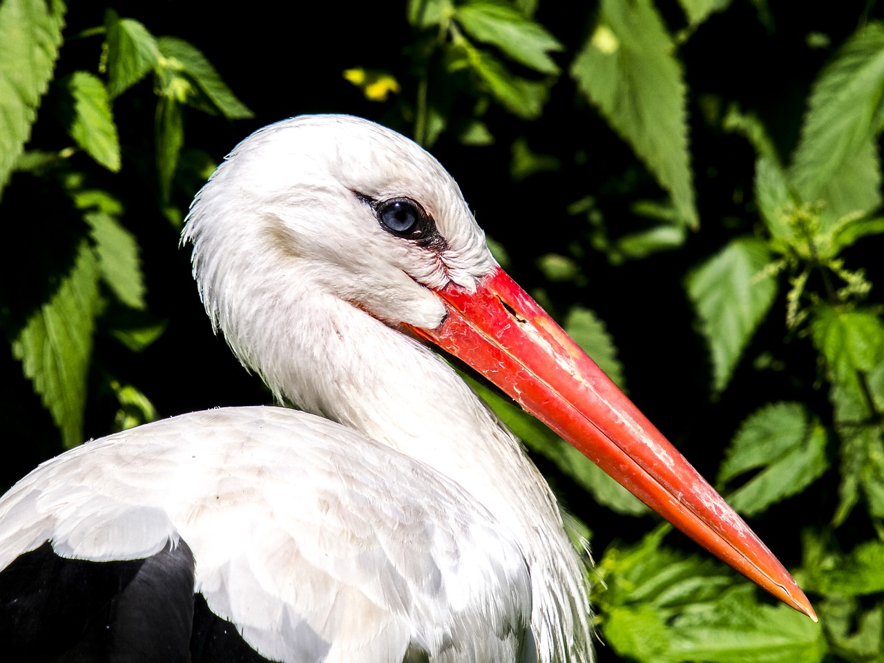 white stork stork bird free photo