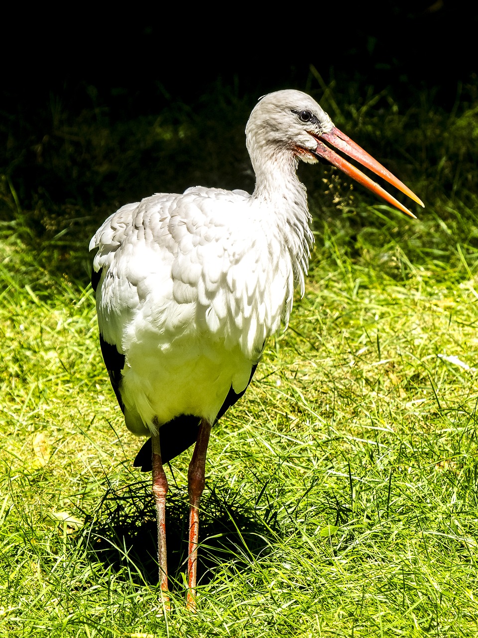 white stork stork bird free photo