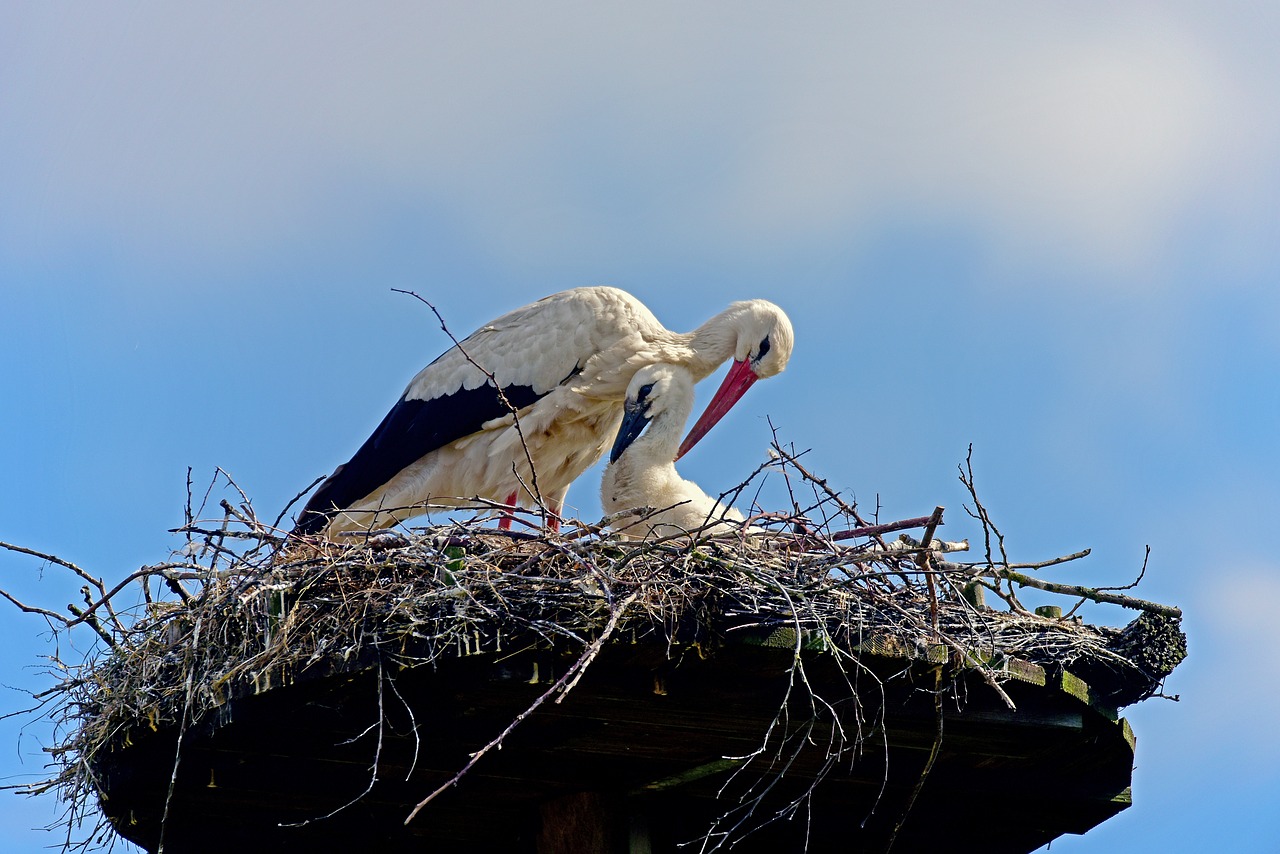 white stork stork chicks stork free photo