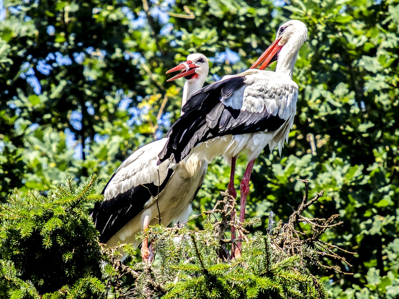 white stork stork bird free photo