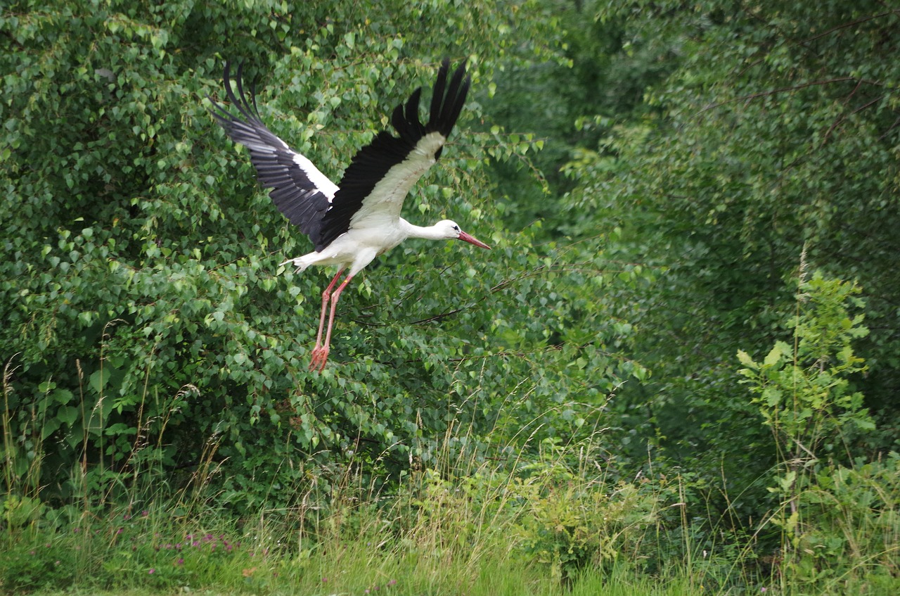 white stork meadow spring free photo