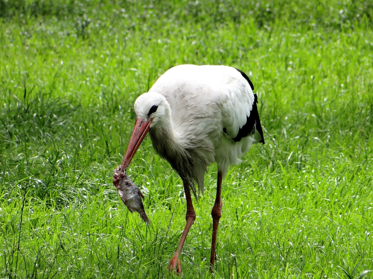 white stork ciconia ciconia bird free photo