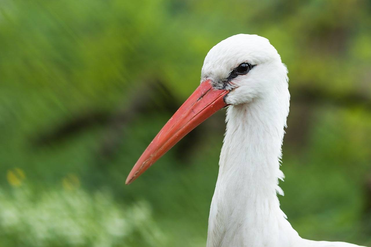 white stork  stork  ciconia ciconia free photo