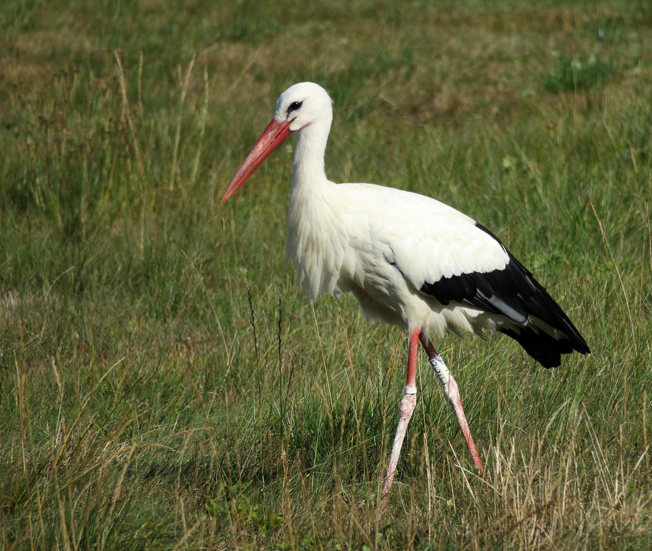 white stork  bill  rattle stork free photo