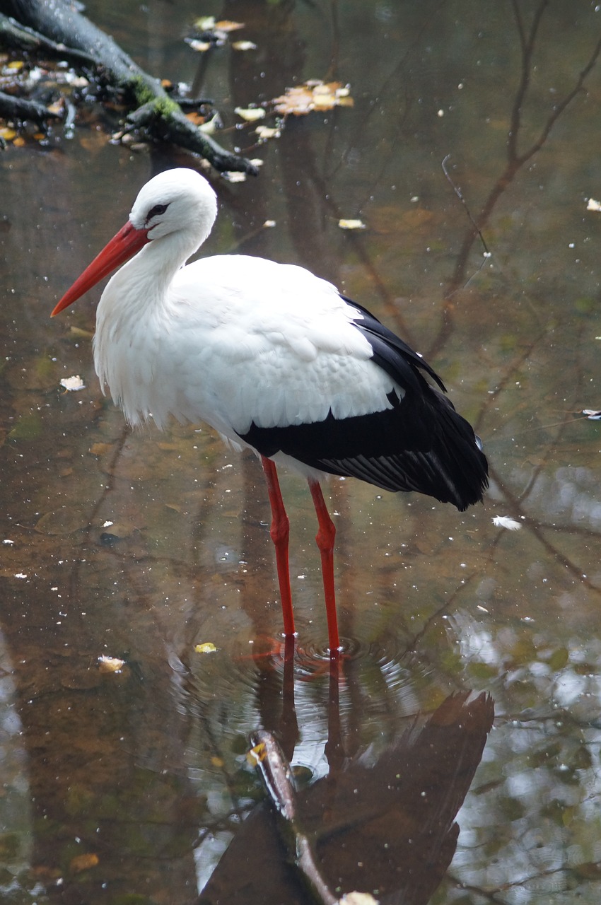 white stork stork adebar free photo