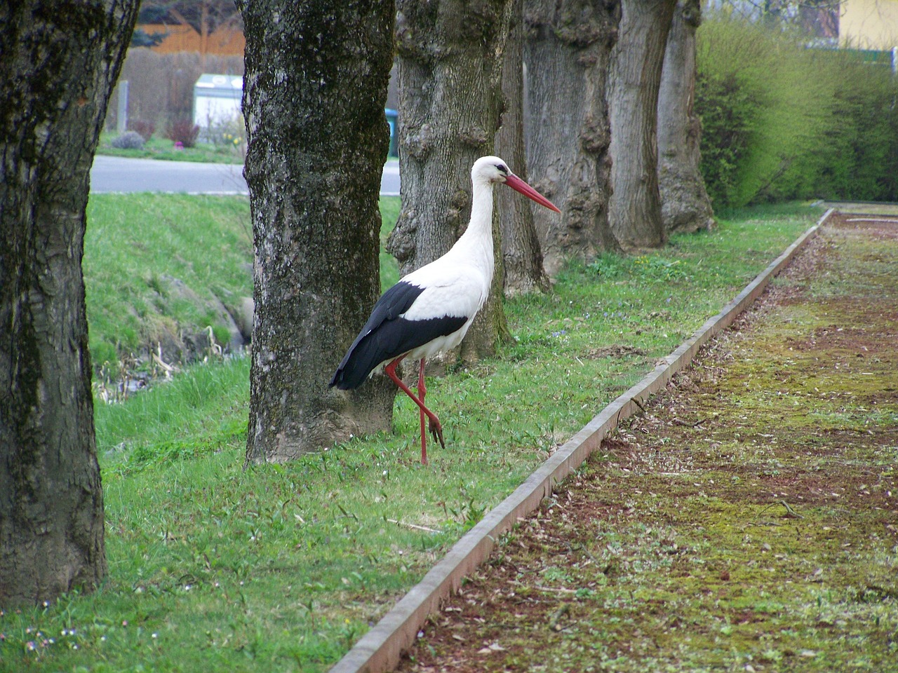 white stork birds summer free photo