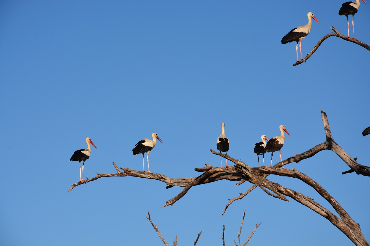 white stork storks tree free photo