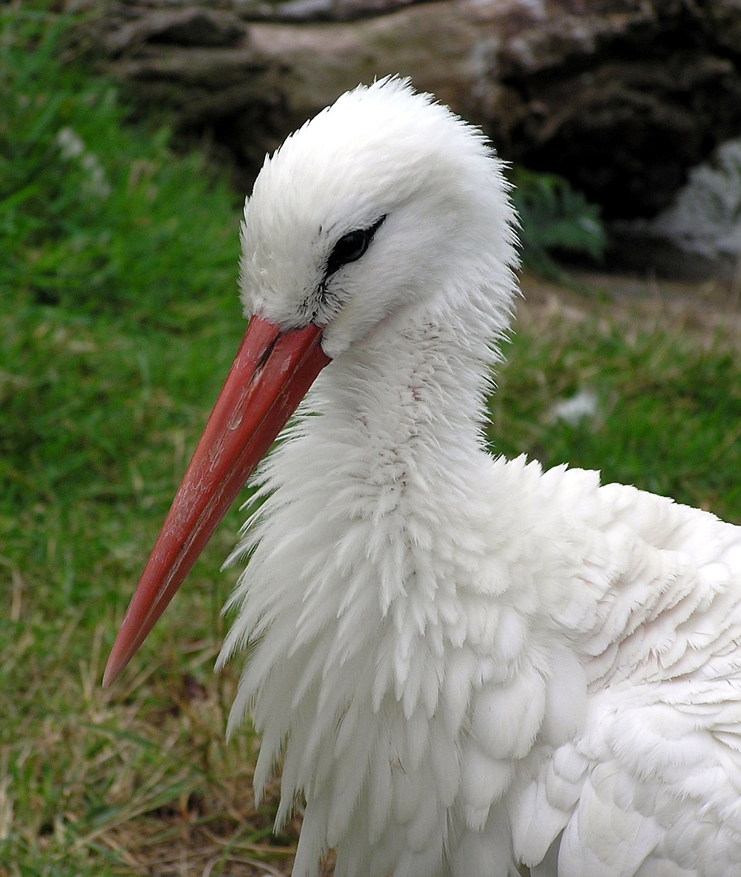 white stork head zoo free photo