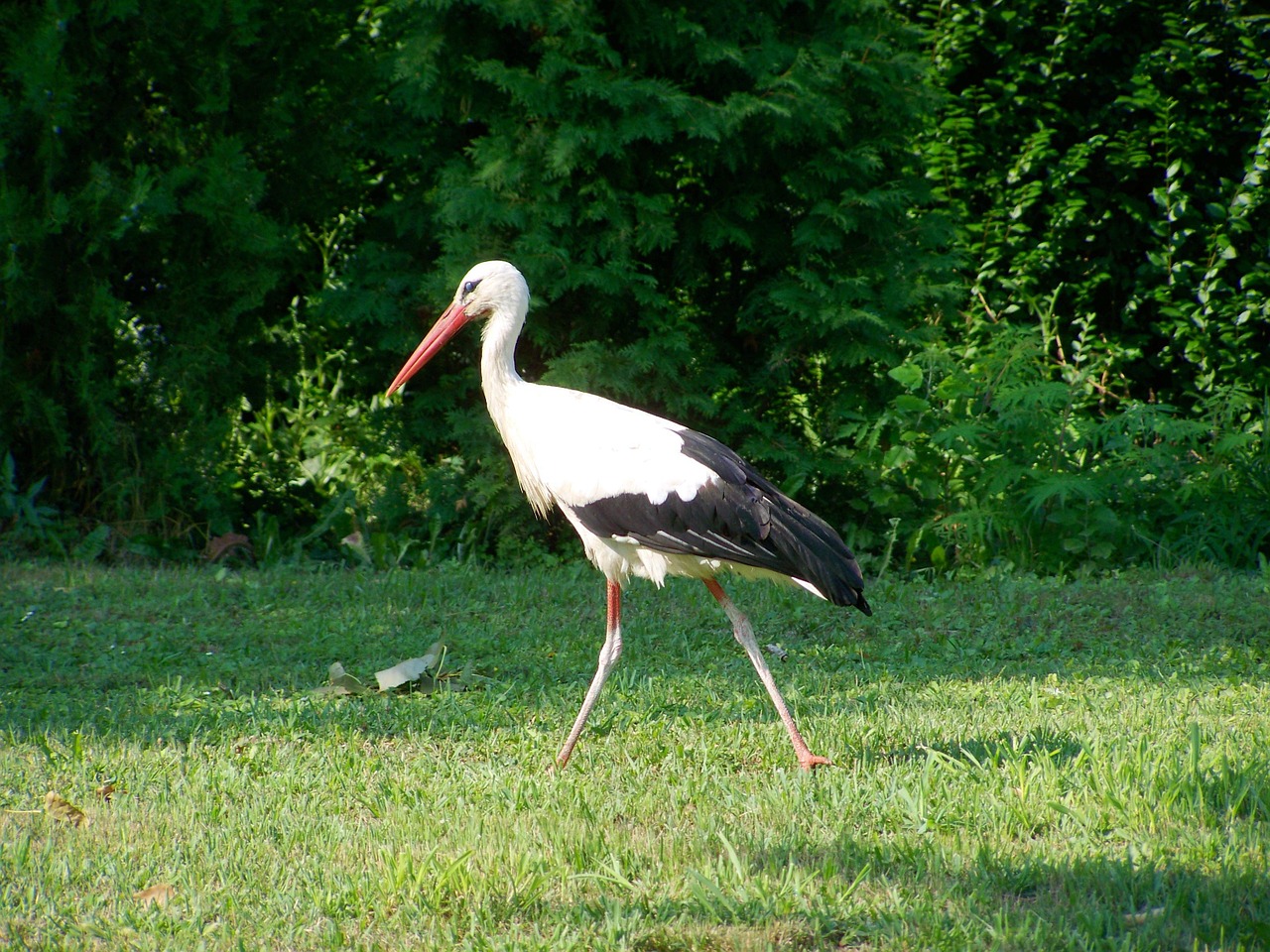 white stork bird summer free photo