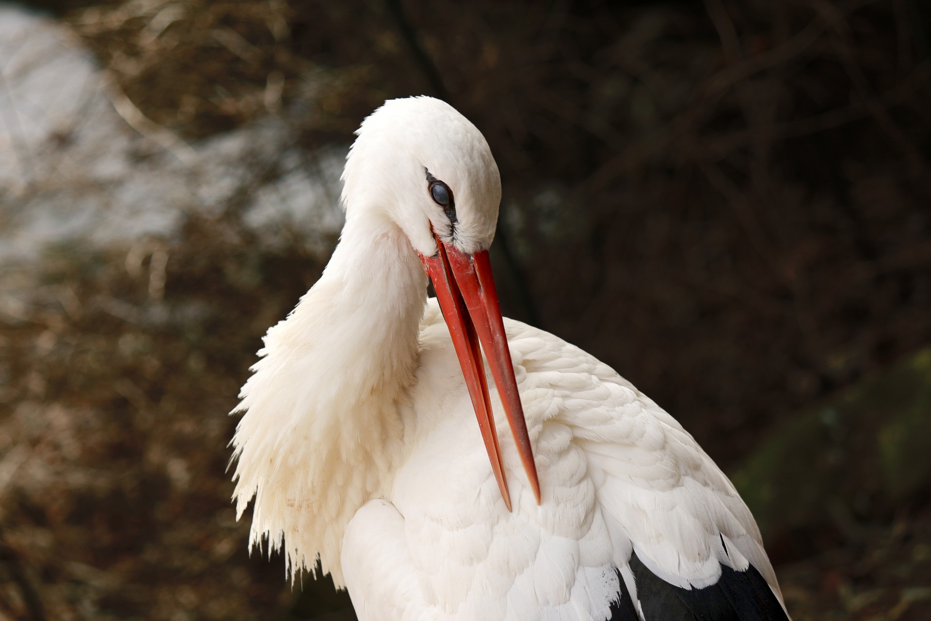 stork white stork white free photo