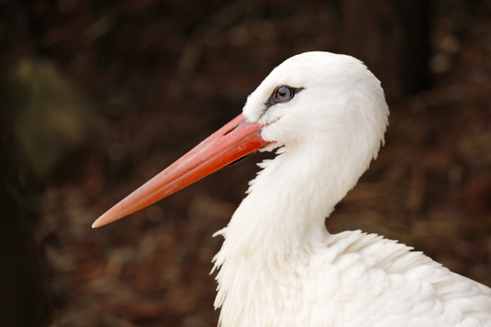 stork stork profile white stork free photo