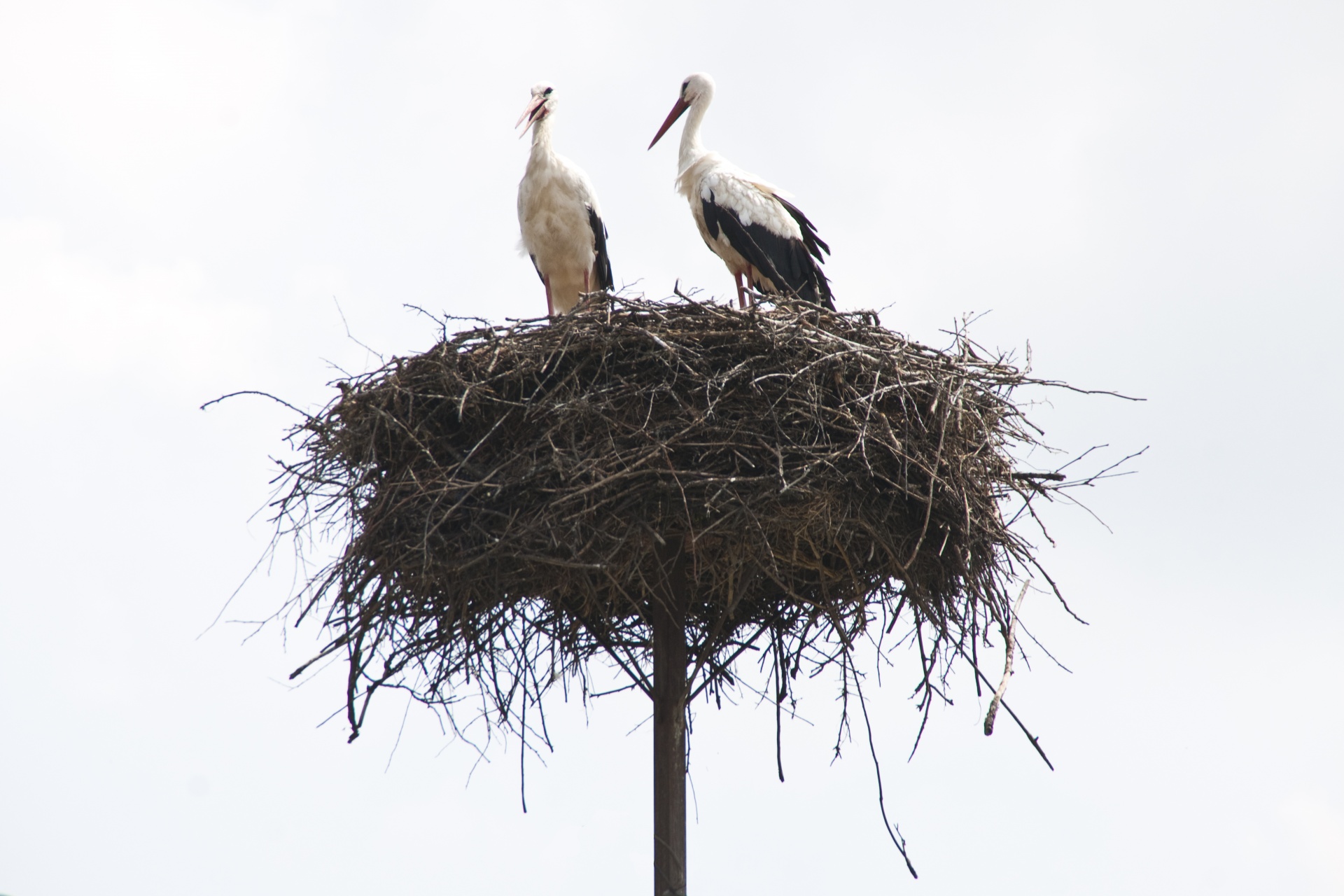 stork bird white bird free photo