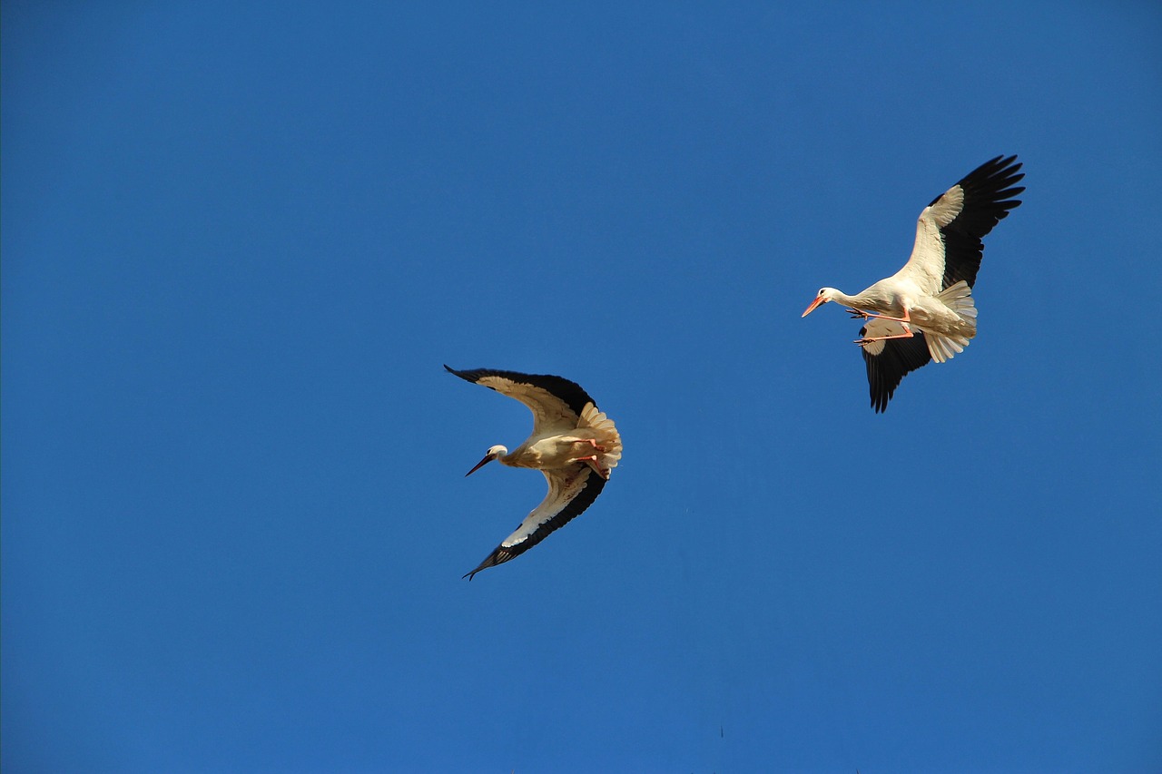 white storks flying freedom free photo