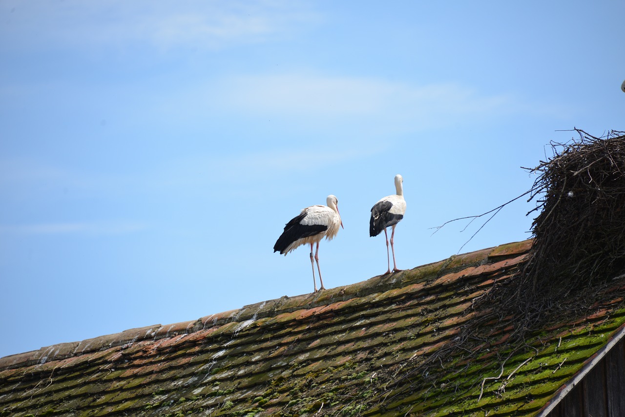 white storks storks birds free photo