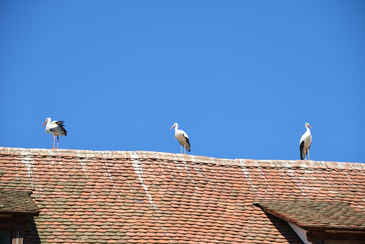 white storks storks birds free photo