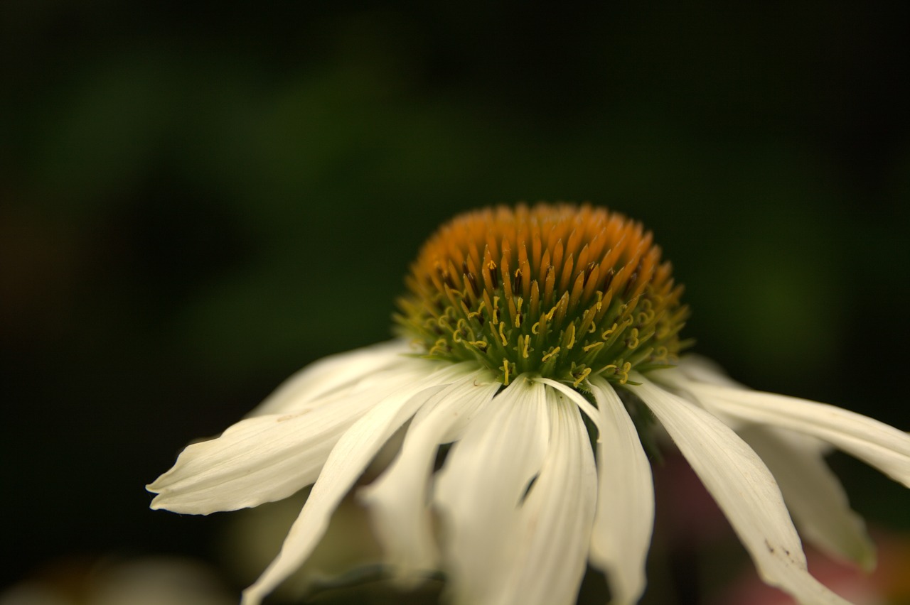 white sun hat  flower  white free photo