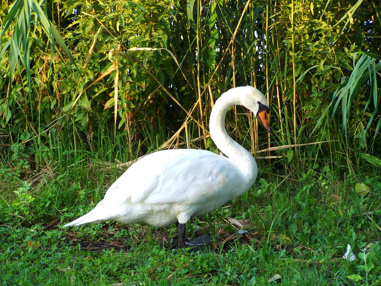 white swan water bird animal free photo