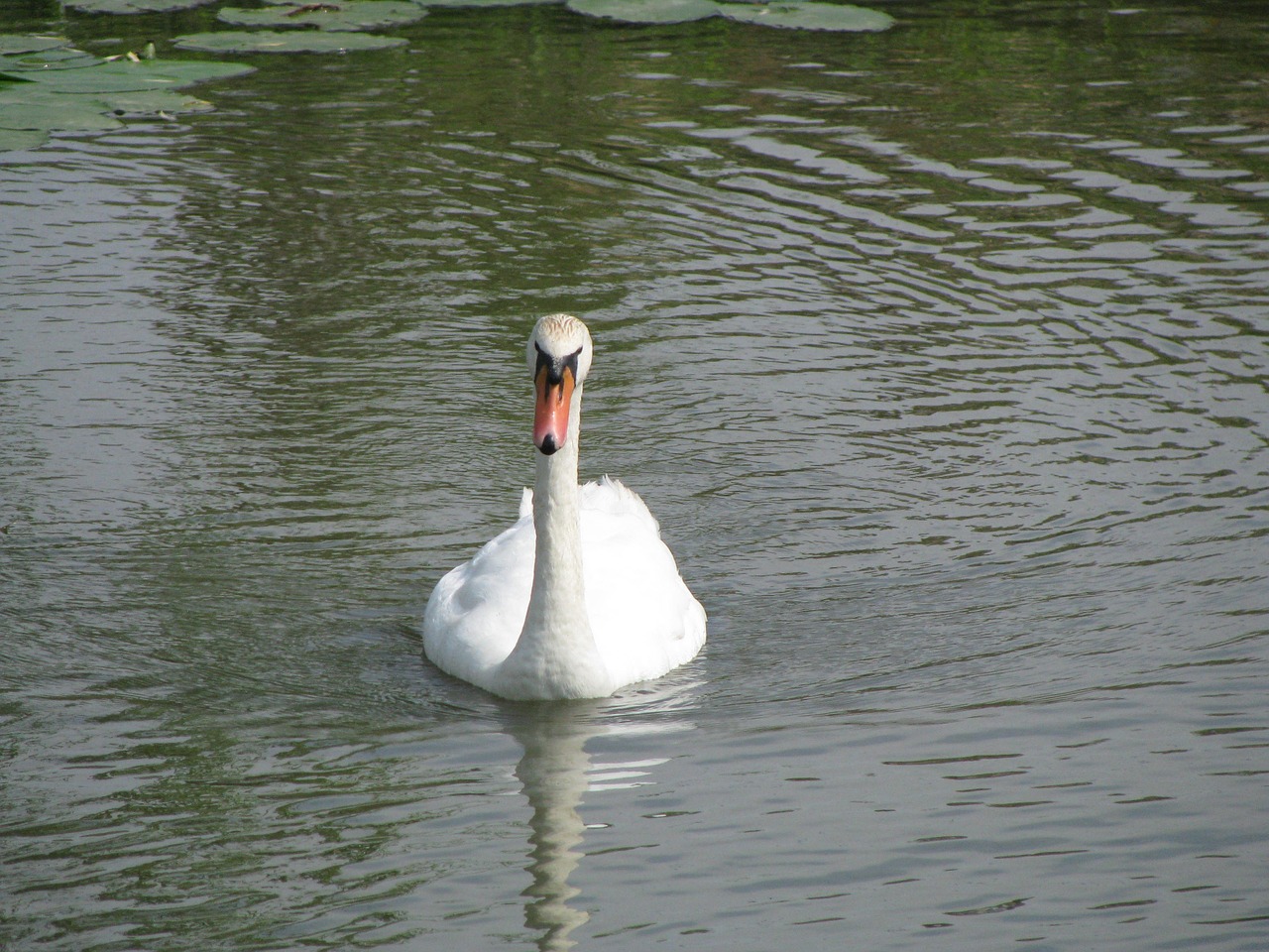 white swan swan bird free photo