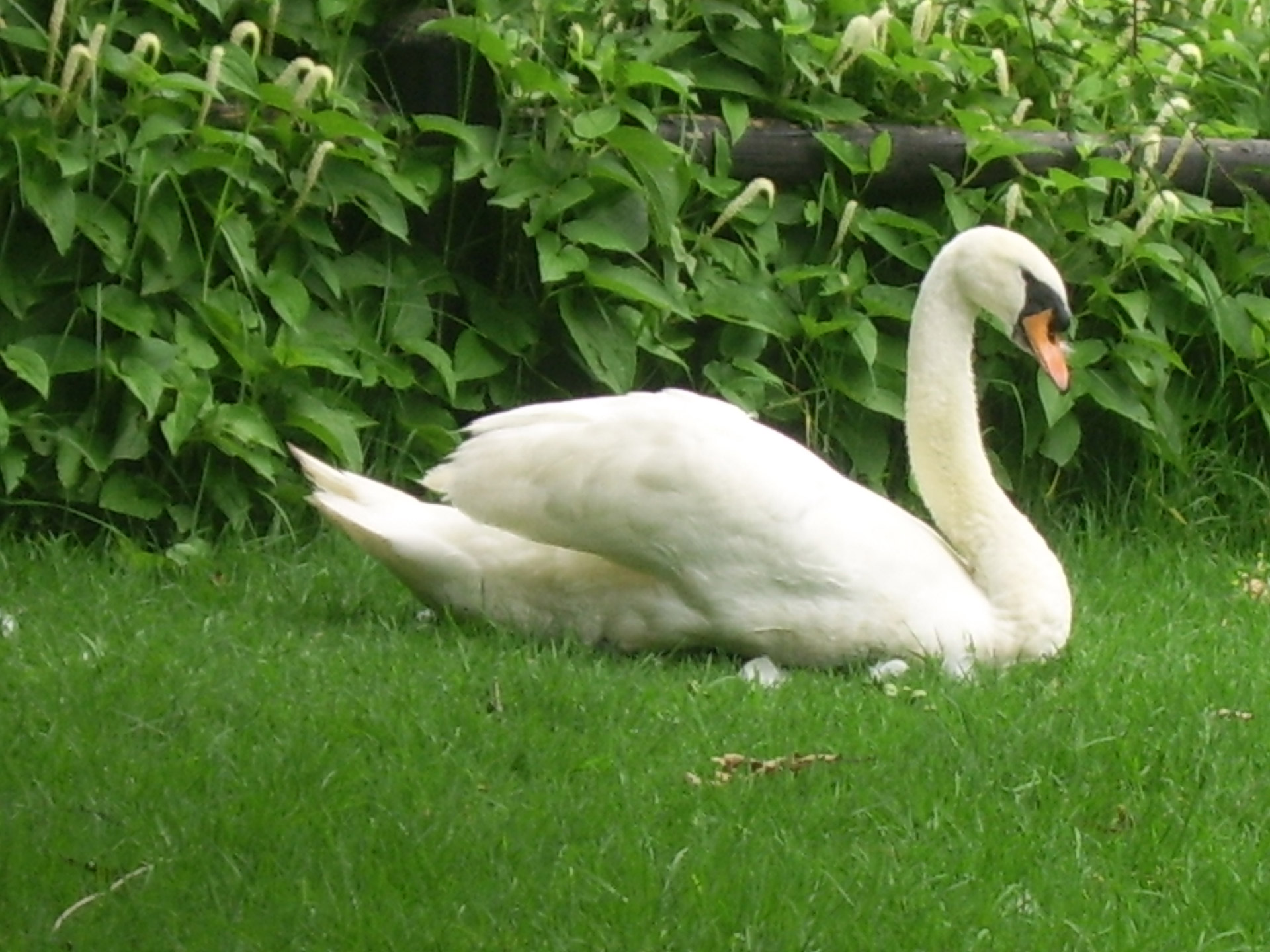 white swan water free photo