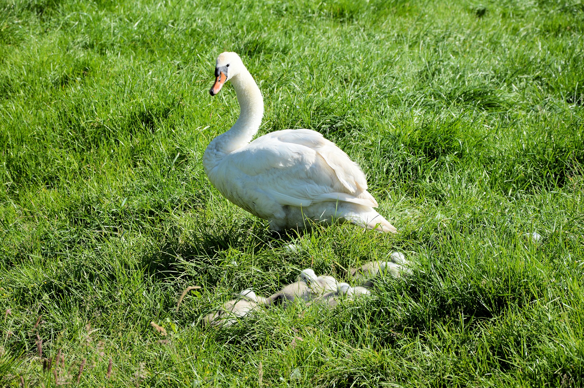 swan animal bird free photo