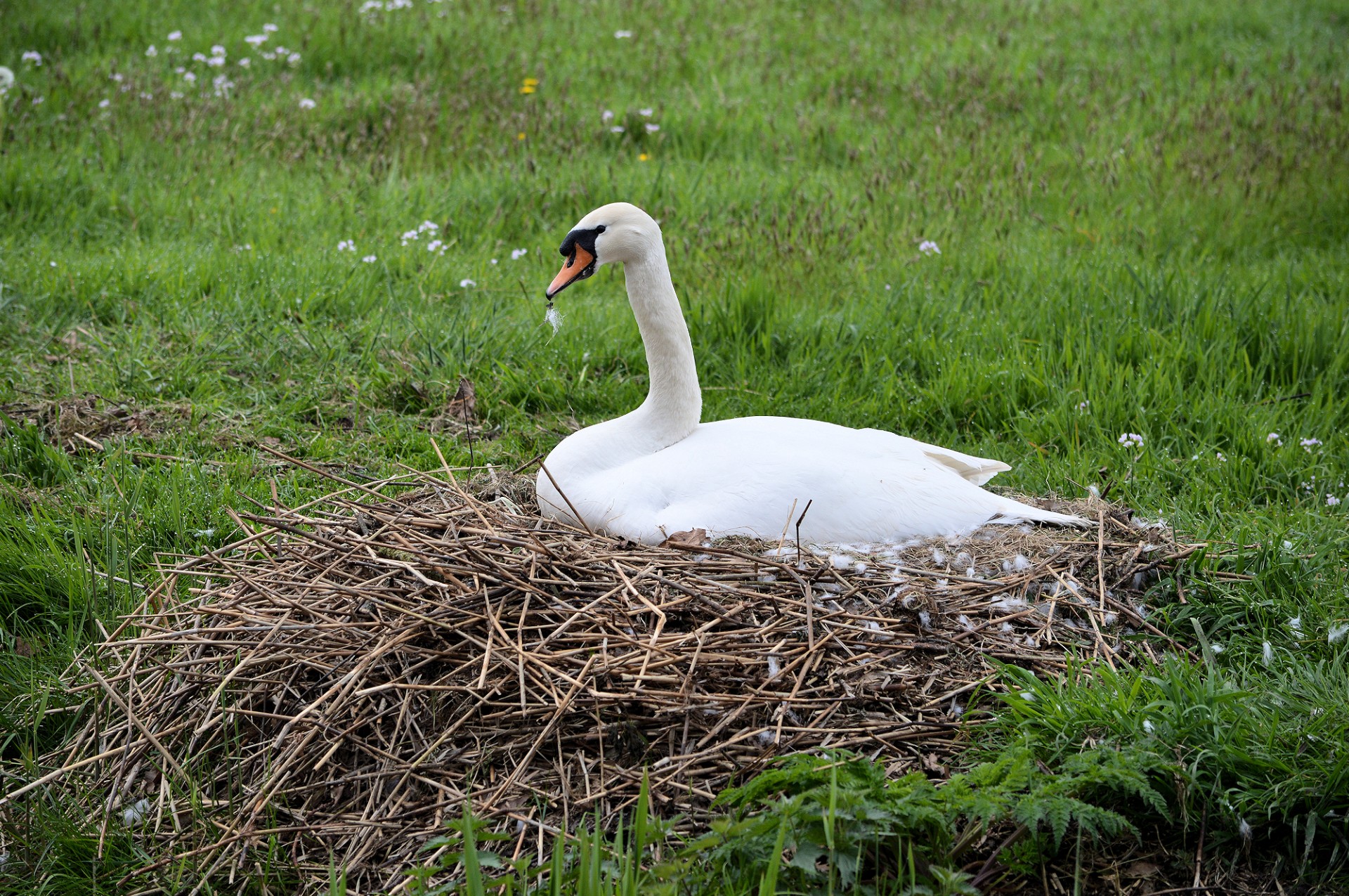 swan animal bird free photo