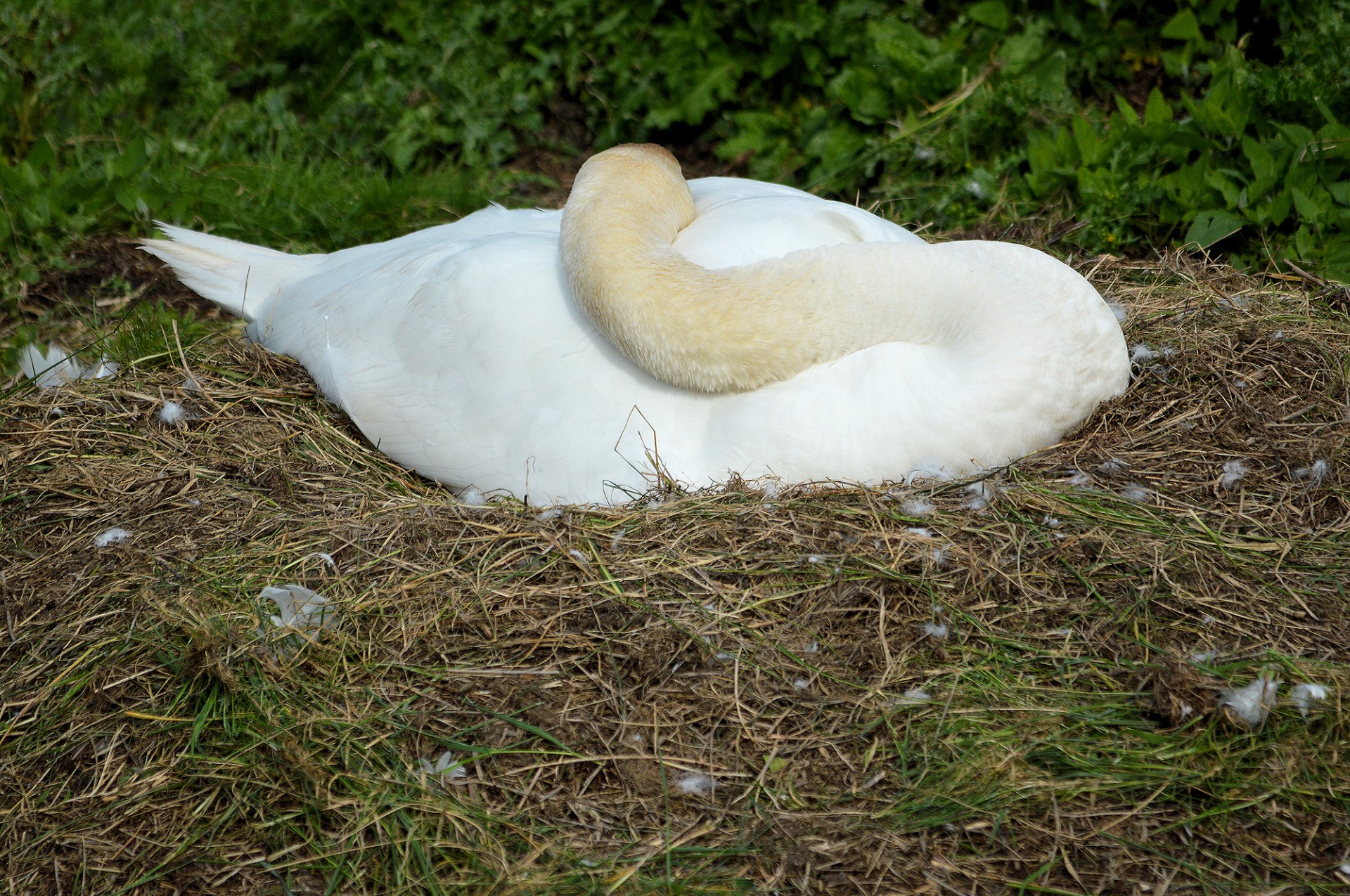 swan animal bird free photo