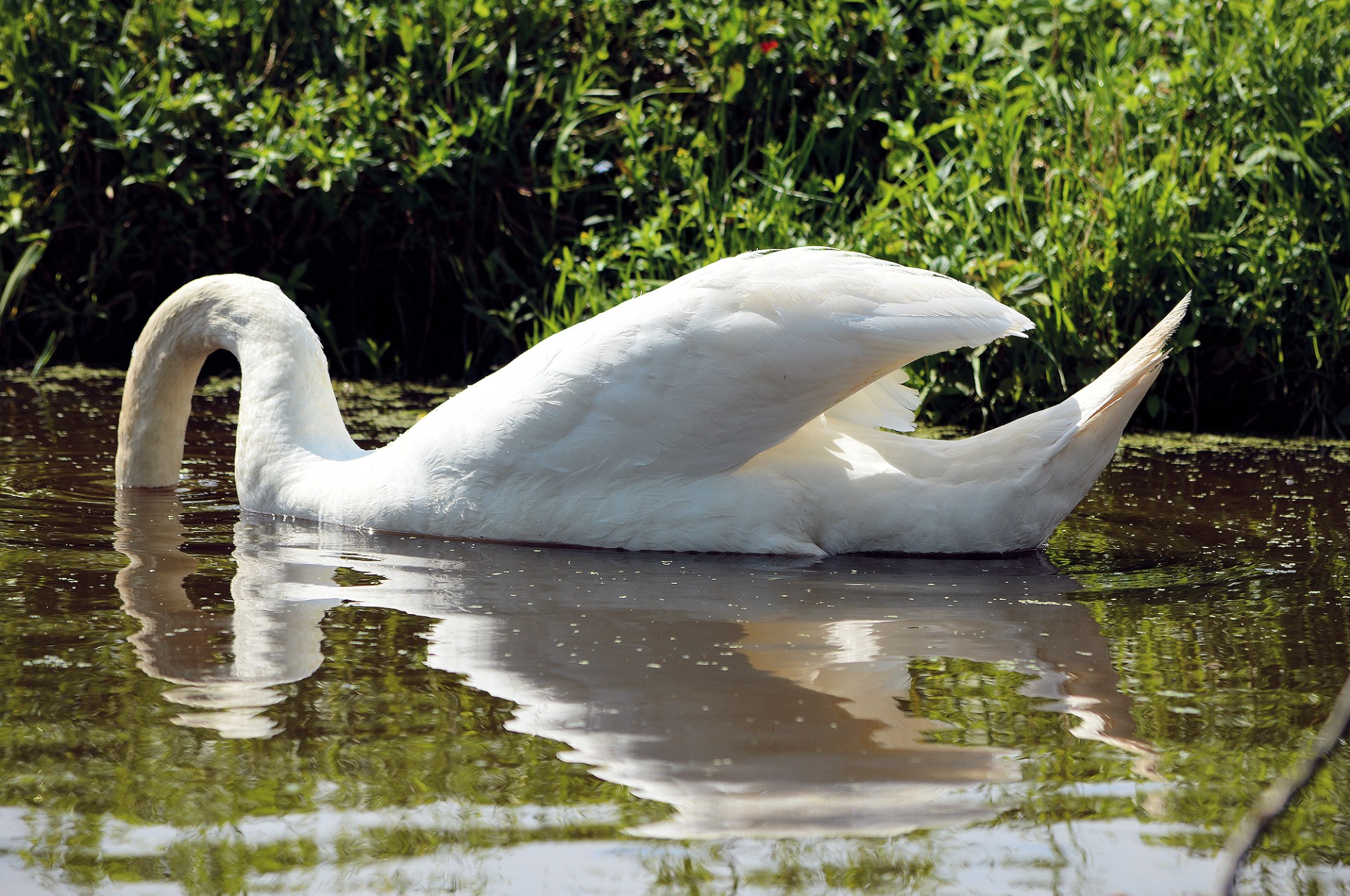 swan animal bird free photo