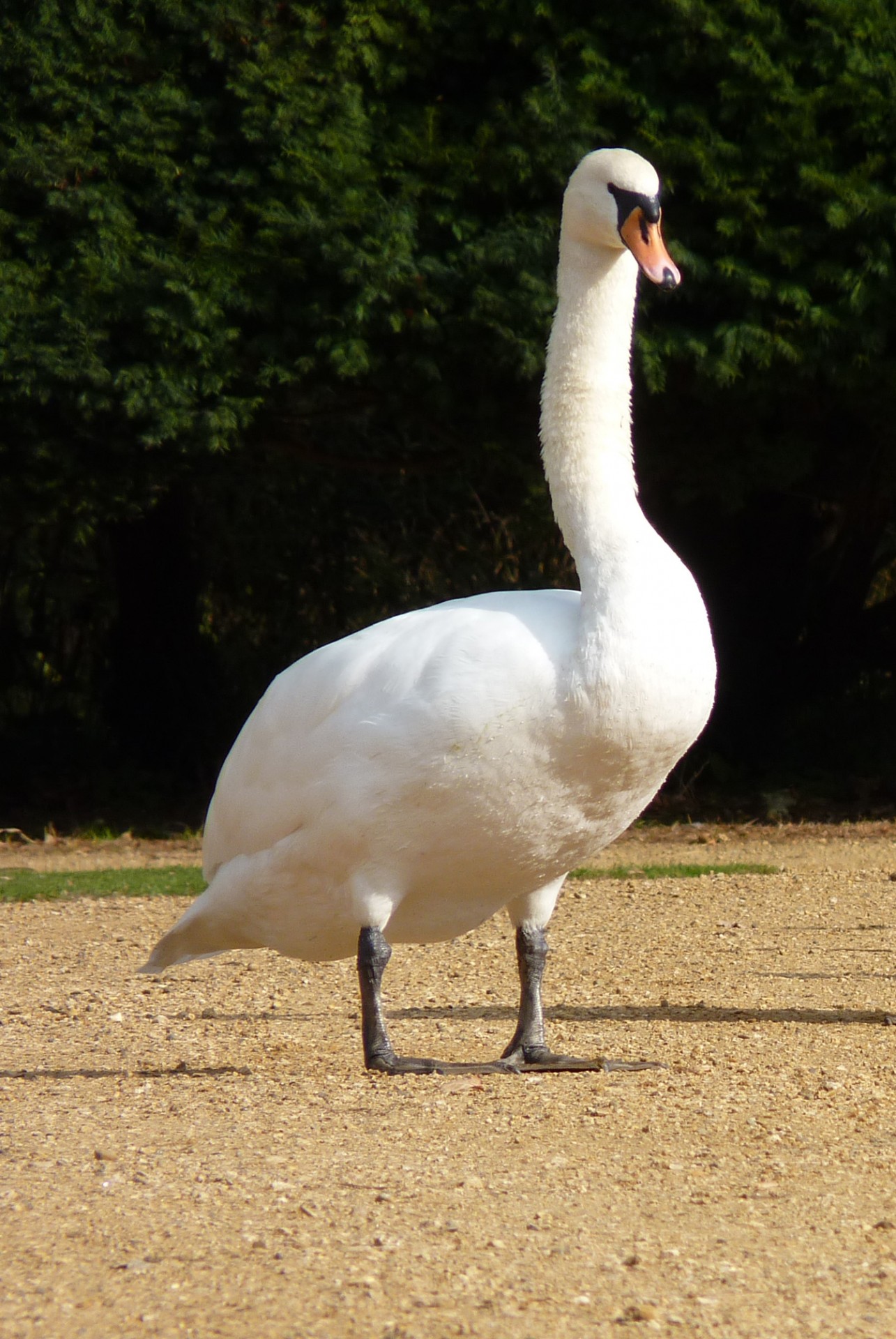 white swan swan white bird free photo