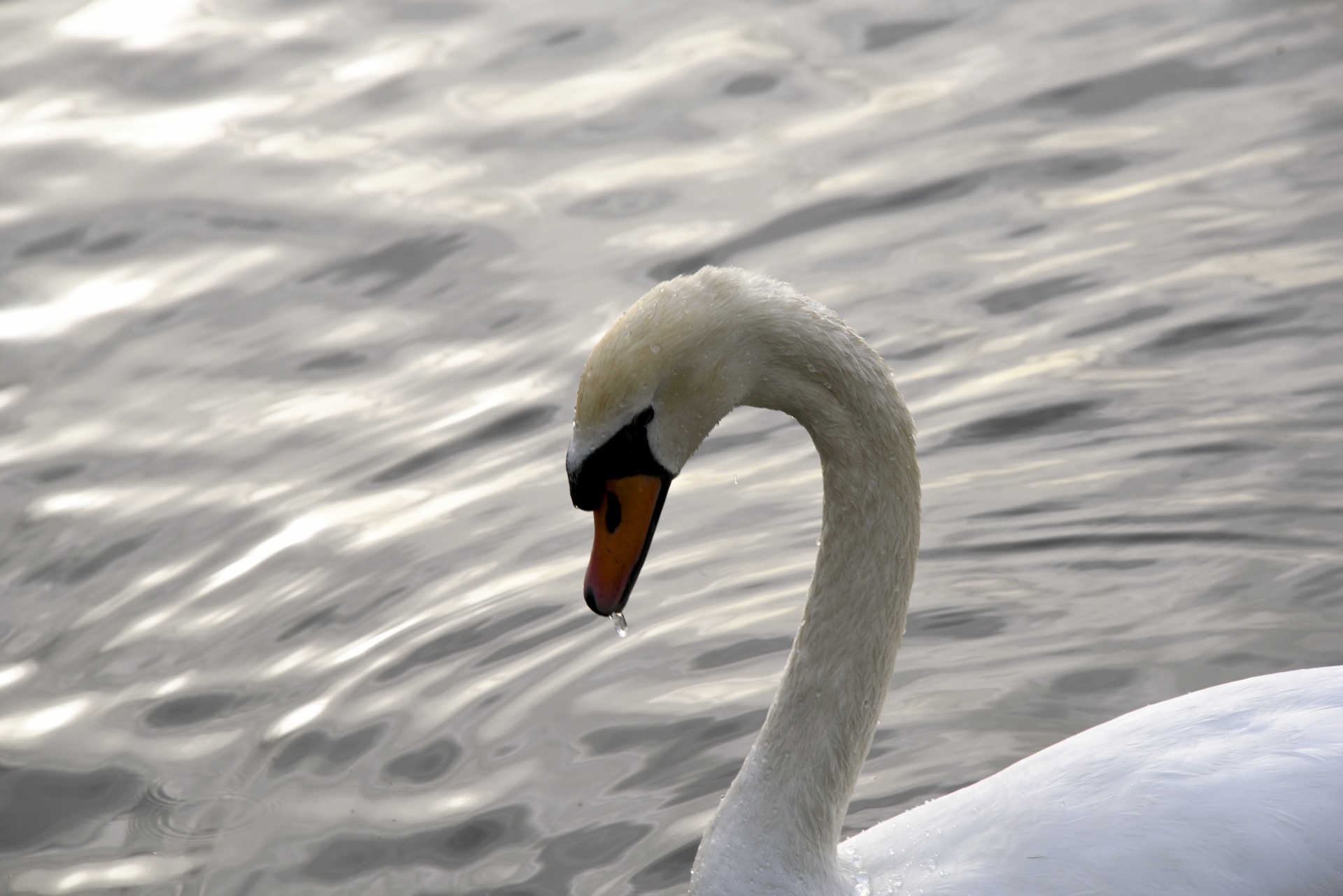 swan lake water free photo