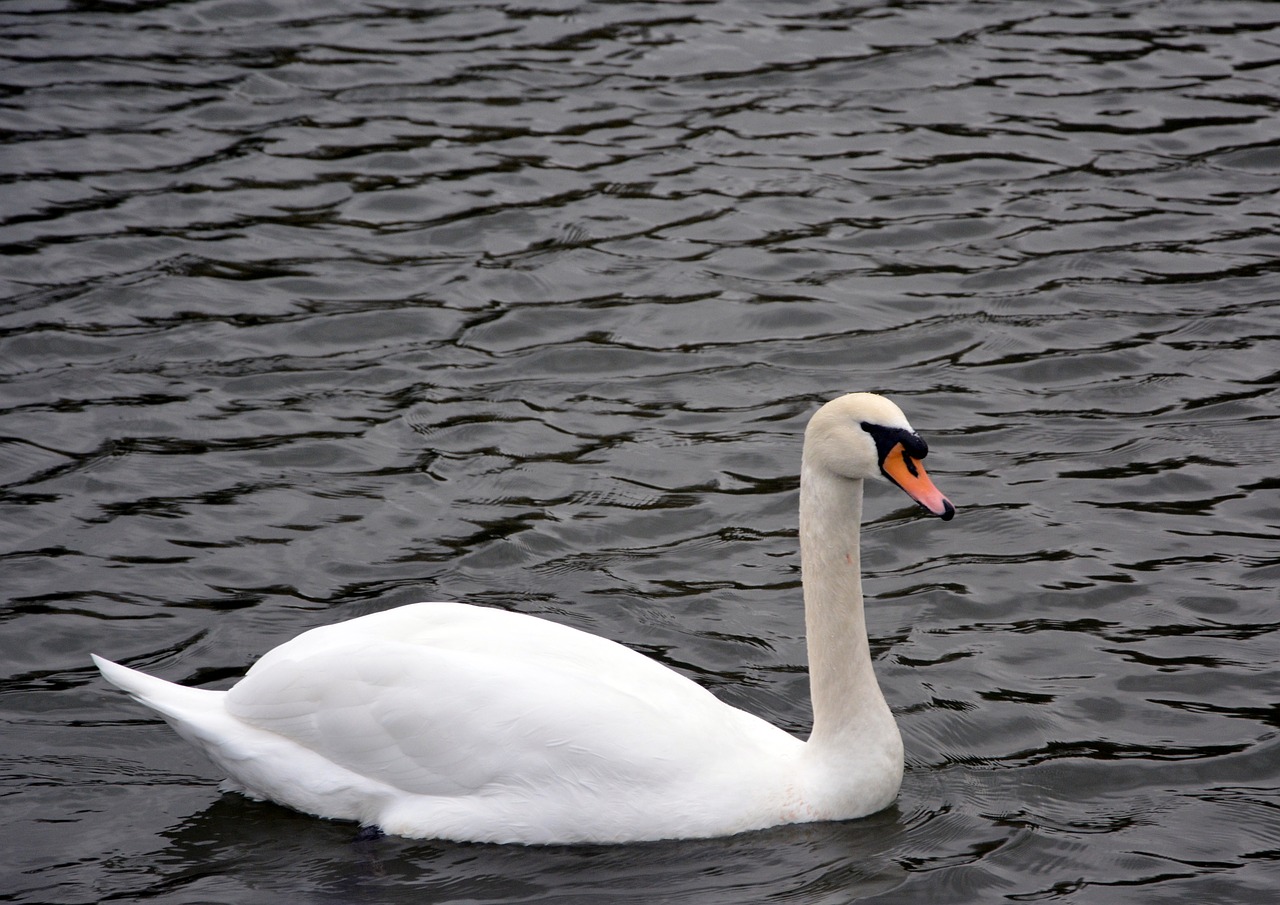 white swan river swimming free photo