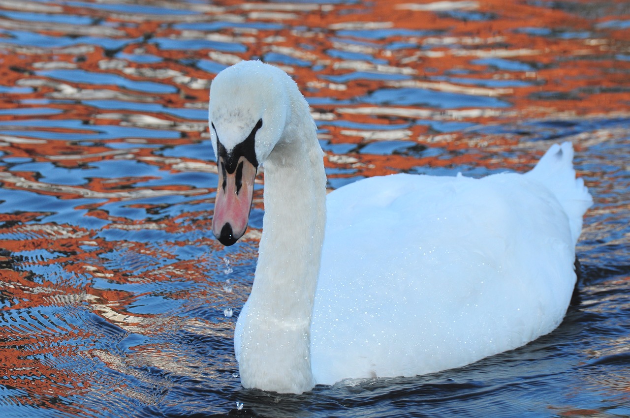 white swan water water bird free photo