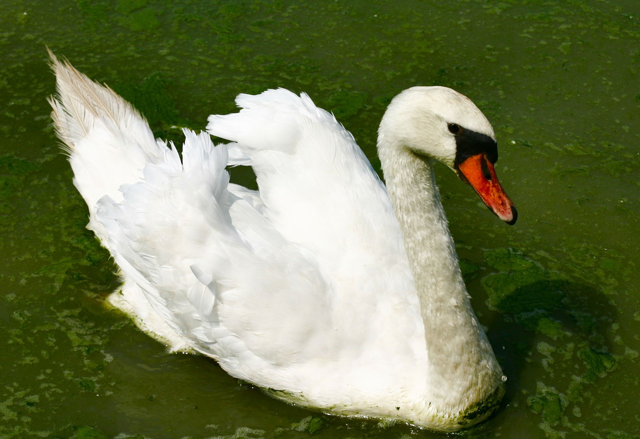 white swan water bird bird free photo