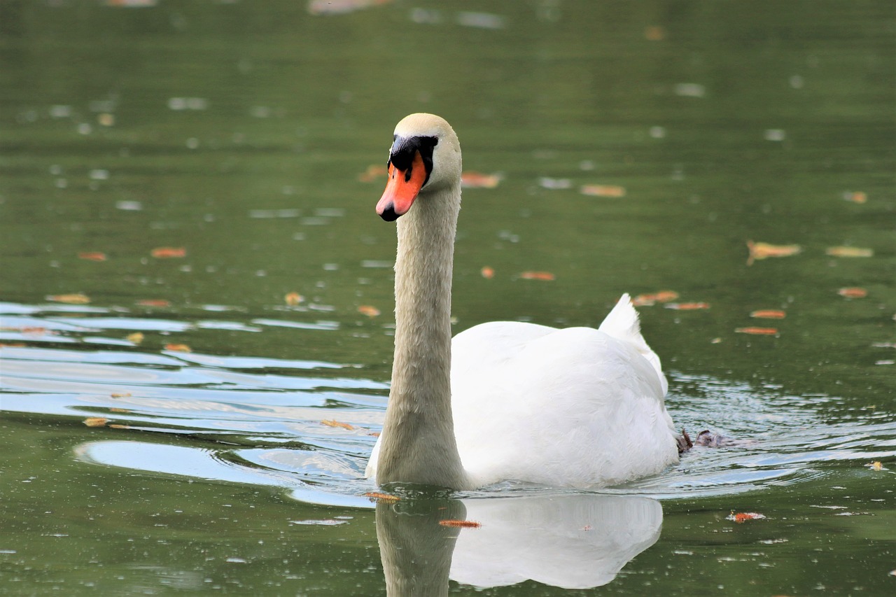 white swan  swimming  elegant free photo